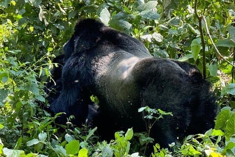 Safari de lujo de 10 días por la vida salvaje y los gorilas en Uganda