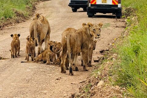 Tagesausflug zum Nairobi-Nationalpark Sheldrick & Giraffe Centre