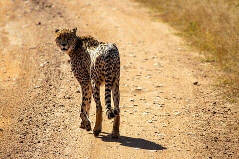 1 dag Pilanesberg Safari med guide