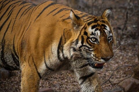 Ranthambore Excursion d'une journée avec safari au canter depuis Jaipur
