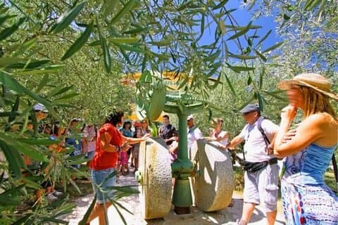 French Olive Oil Heritage and Tradition Half Day Cultural Tour