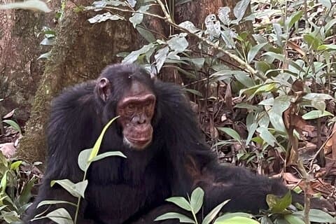 7 Days Uganda $ Rwanda : Gorillas, Chimpanzees Golden Monkeys