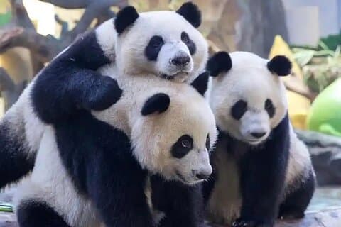 Guangzhou privat safaritur med ritt och jättepandavisning