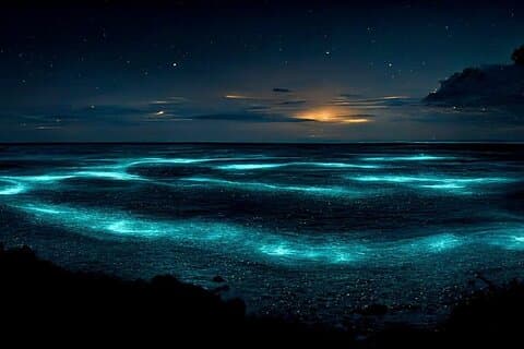 Tour privato della baia bioluminescente