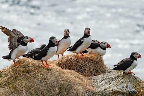 Borgarfjörður Eystri Puffin tur fra Seyðisfjörður havn