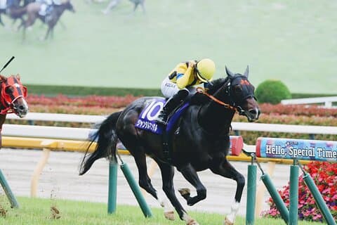 Horse Racing Tour with Local Fans in Tokyo Racecourse