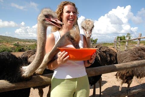 Aruba Ostrich Adventures inngangsbillett og unik tur