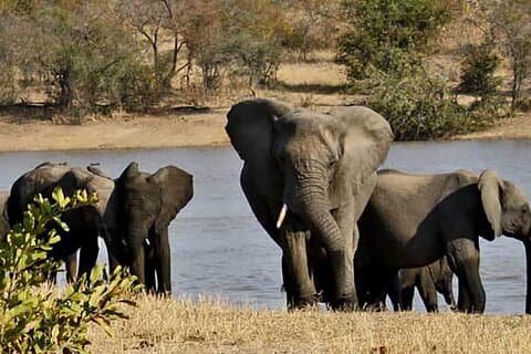 Kruger National Park 3 Day Small Group Safari from Johannesburg