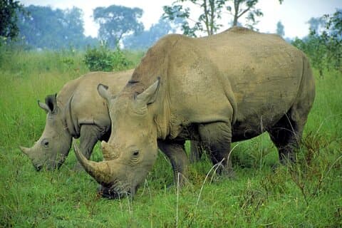 Halbtägige Tala Game Reserve, Phezulu Safari & Durban Stadtrundfahrt