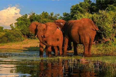 Halvdagsafari Hluhluwe–iMfolozi Game Reserve fra Richards Bay