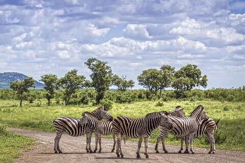 Halve dag Tala Game Reserve Phezulu Safari & Market