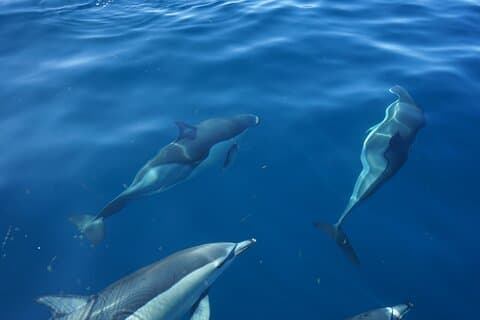 Observing Dolphins in Faro