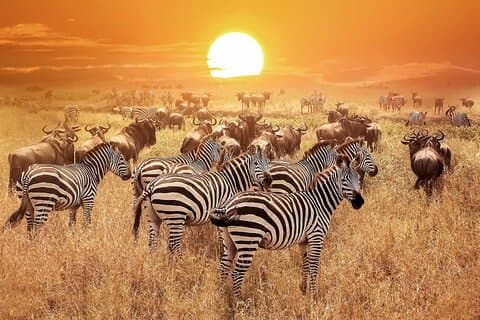 Safari Fly-In di lusso di 4 giorni nel cuore del Serengeti