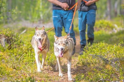 Hiking with a Husky