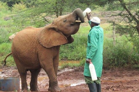 Erkunden Sie den Nairobi Nationalpark und das Giraffenzentrum bei einer Tagestour
