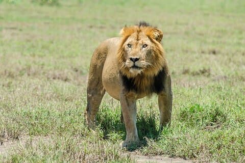 6 dage Uganda: Hoteller i nærheden af Queen Elizabeth NP & Murchison Falls