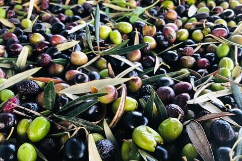 Excursão e degustação de azeite em Málaga
