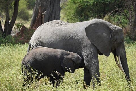 3 Dias Ngorongoro, Manyara, Tarangire Grupo + Pick-up do Aeroporto