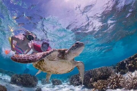 Tulum: Cenote Swim & Turtle Tour with Ruins Visit & Buffette