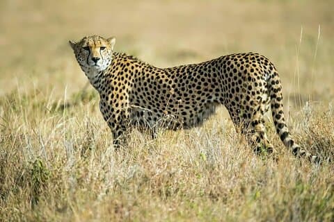 Verken Nairobi National Park met 4WD Vervoer