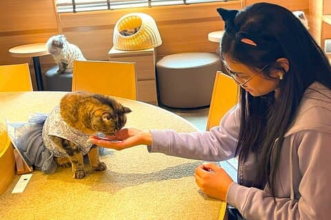 Tour Noturno em Tóquio: Shinjuku Cat Cafe, 3D Cat & Original 3D Latte