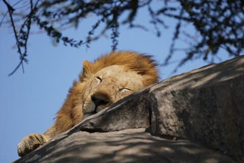 4 Dias Serengeti, Ngorongoro, Tarangire Grupo + Pick-up do Aeroporto