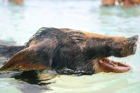 Hotell nära Rose Island Swimming Pigs & Beach Snorkling