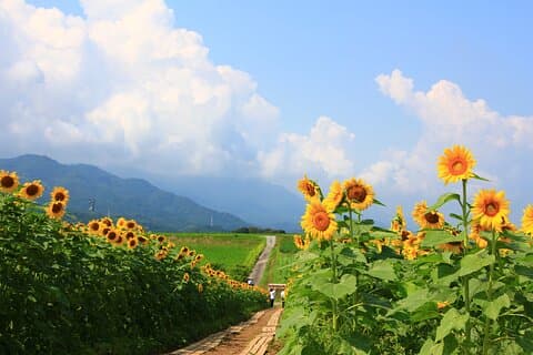 Rent a bike Let's go see the sunflowers in Mannou Town with an electrically assisted e-bike!Introducing Recommendation routes for sunflower producers.