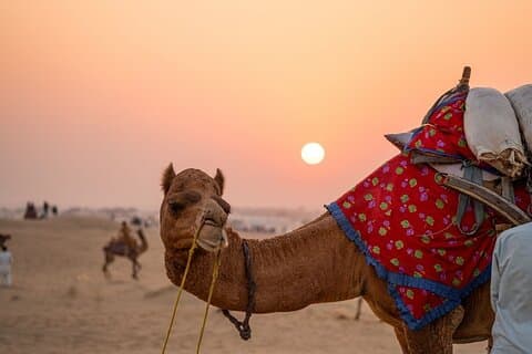 Pushkar Excursão de um dia de Jaipur com o pôr do sol e Aarti