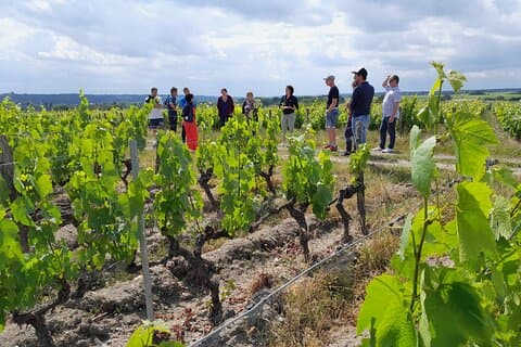Commentaarwandeling tussen Sauvignon en Gamay