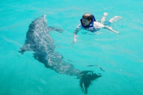 Visite privée de 2 heures sur Dolphin, Snorkeling et Shell Island