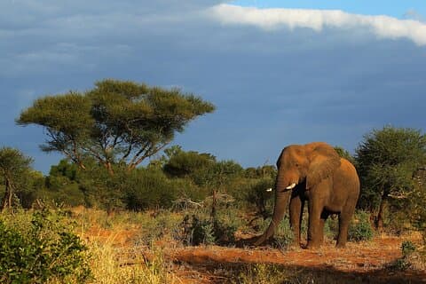 Hluhluwe Game Reserve & iSimangaliso 3Day Safari from Durban