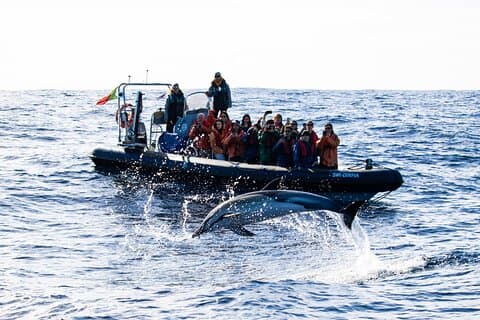 Hvalovervågning og delfin svømning eventyr i Azorerne