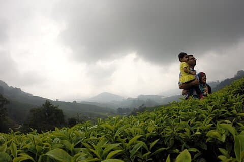 Private Cameron Highlands dagstur fra Kuala Lumpur
