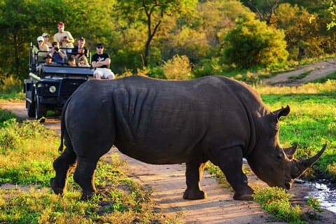 Exclusiva experiência Big Five Safari no Parque Nacional Kruger