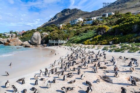 ケープ半島ツアー： ケープポイント、ペンギンズ、ノールトフック＆その他
