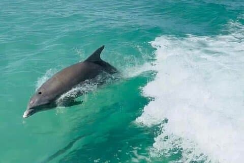 Explore as águas da Ilha Anna Maria em um charter privado de 3 horas