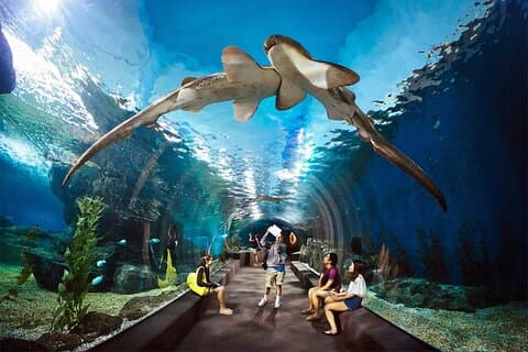 Pattaya Underwater World Aquarium avec transfert privé