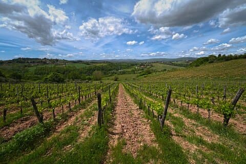 Siena: A Wine Tour and Tasting Experience