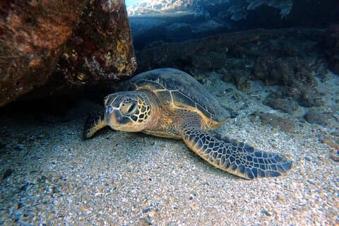 Certified Divers! Scuba dive the Ka'anapali Coast and more!