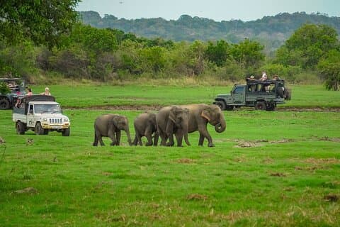Besøg den historiske Polonnaruwa Ruins og Minneriya Safari