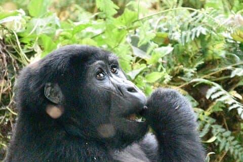 3 Days Gorilla Trek in Uganda