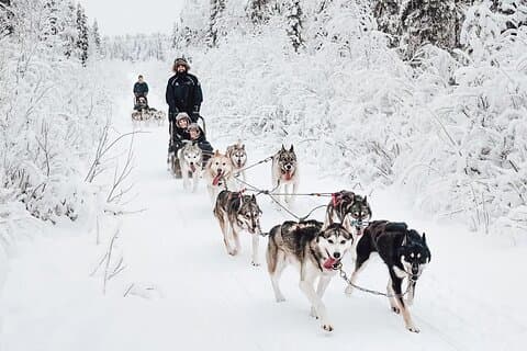 Safari en traîneau à chiens guidé à Rovaniemi en Laponie