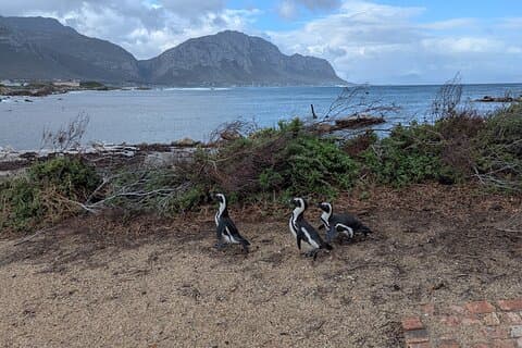 Penisola del Capo, Boulders beach Penguins & Seal Island