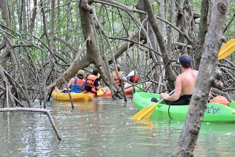Isla Damas Manglar Aventura en kayak