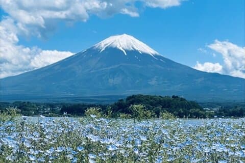 Lake Kawaguchi, Fuji Oishi Hana Terrace Guided Tour