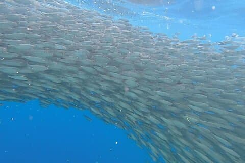 Bohol Countryside with Sardine Run Experience