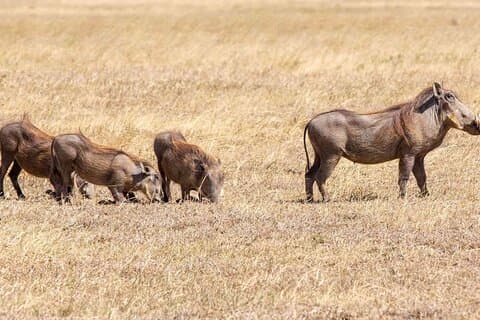 Game Drive och White Rhino Walk Tracking