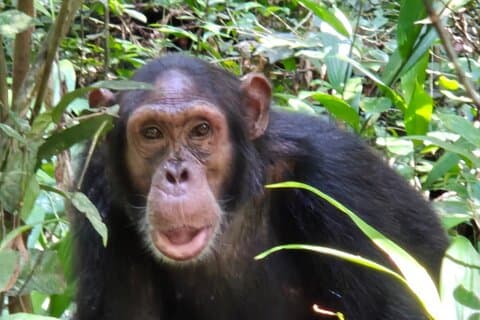 12 Tage Urlaubssafari mit Goldaffen, Gorillas und Schimpansen