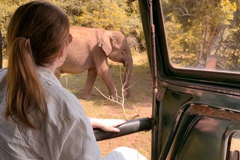 Yala National Park Safari FULLDAY and HALFDAY Expert Guided Tour